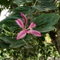Bauhinia purpurea L.
